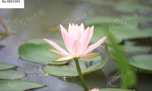 胎盘底有什么药物可以吃-胎盘底要吃什么才能长上去,中国底置胎盘吃那些食物容易出血网站